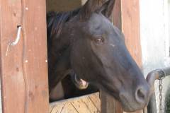 11schwhall_010